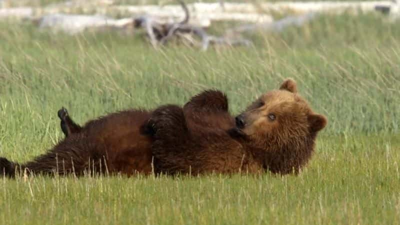 纪录片《大熊监视 Great Bear Stakeout》[无字][BT][1080P]资源下载