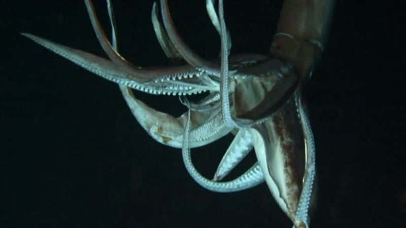 ¼Ƭ㲻ܵ Giant Squid: Filming the Impossibleȫ1-Ļ/Ļ