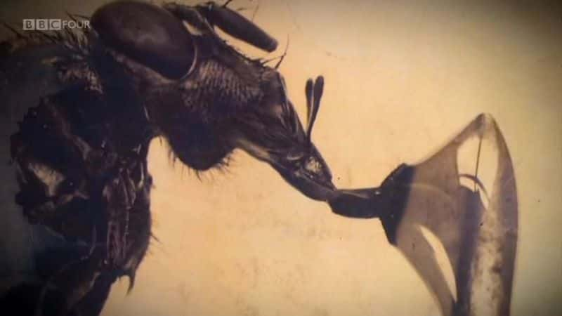 ¼ƬӰеİ» Edwardian Insects on Filmȫ1-Ļ/Ļ