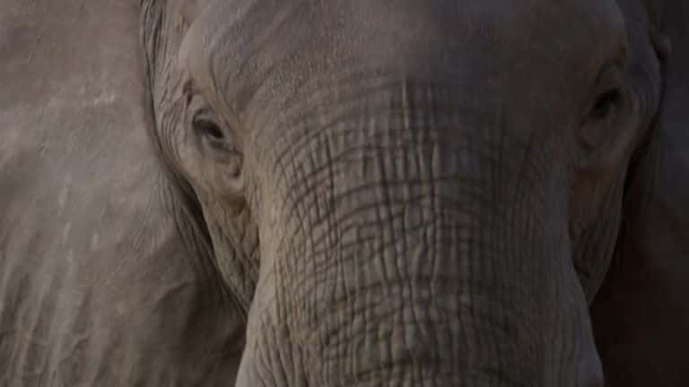 纪录片《大象无国界组织（BBC） Elephants Without Borders (BBC)》[无字][BT][1080P]资源下载