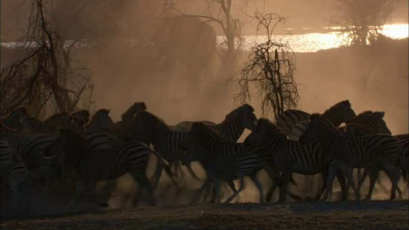 ¼Ƭ Great Zebra ExodusĻ/Ļ