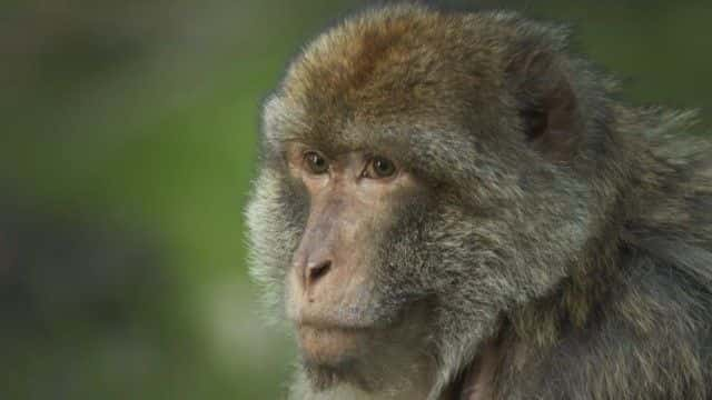 ¼ƬII⨺ Dynasties II Macaque1080Pȫ1-Ļ/Ļ