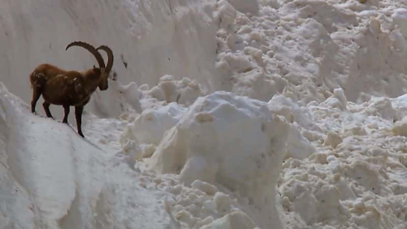 ¼Ƭ¶ʿĻҰ Engadin: Switzerland's Wilderness1080P-Ļ/Ļ