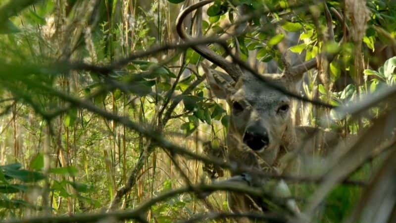 纪录片《佛罗里达州：美国的动物天堂 Florida: America's Animal Paradise》[无字] [BT][DVD画质]资源下载