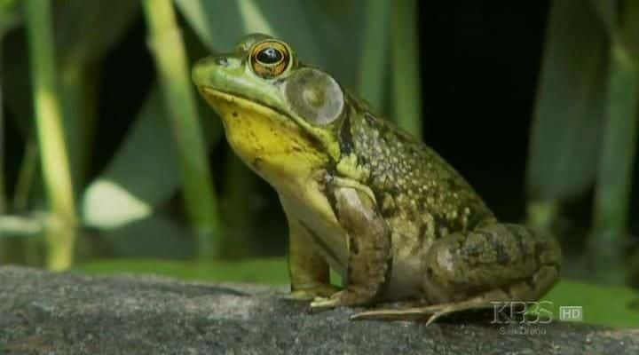 ¼Ƭܣϸ Frogs: The Thin Green Lineȫ1-Ļ/Ļ