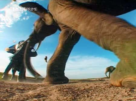 纪录片《大象 - 象群中的间谍 Elephants - Spy in the Herd》[无字][BT][720P]资源下载