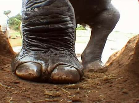 ¼Ƭ - Ⱥеļ Elephants - Spy in the HerdĻ/Ļ