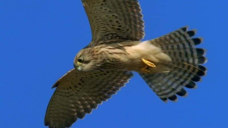 ¼Ƭʥߣ¶һ (BBC) Earth Pilgrim: A Year on Dartmoor (BBC)ȫ1-Ļ/Ļ