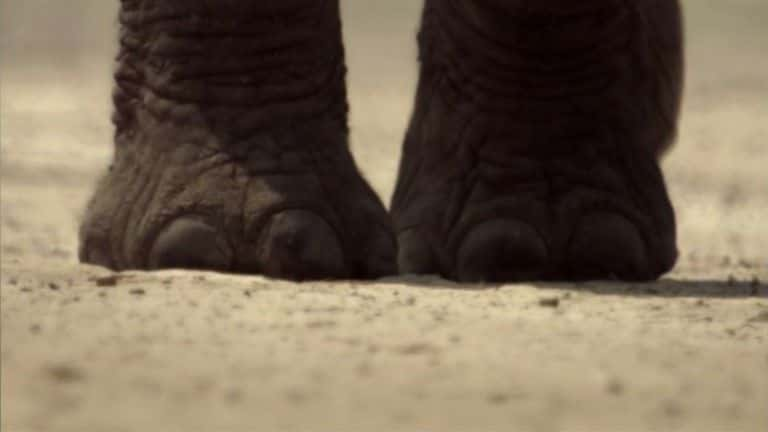 ¼Ƭ޹֯BBC Elephants Without Borders (BBC)1080Pȫ1-Ļ/Ļ