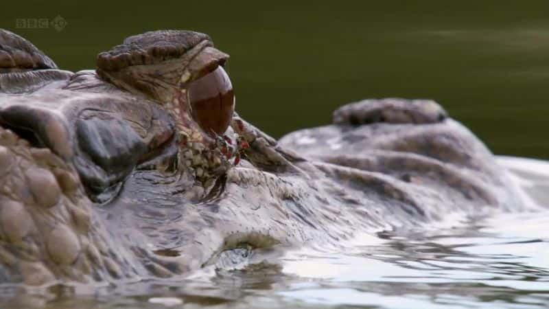 ¼Ƭѷˮ̡ Giant Otters of the Amazonȫ1-Ļ/Ļ