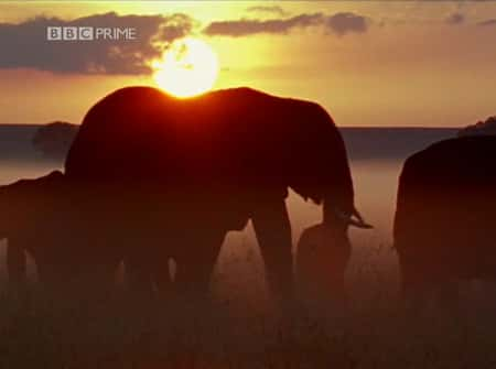 纪录片《大象 - 象群中的间谍 Elephants - Spy in the Herd》[无字][BT][720P]资源下载