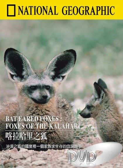 纪录片《喀拉哈里沙漠的狐狸 Foxes of the Kalahari》[无字][BT][DVD]资源下载