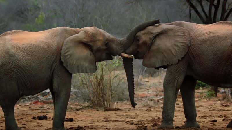 ¼ƬҺʹ Elephant Family and Me1080Pȫ1-Ļ/Ļ