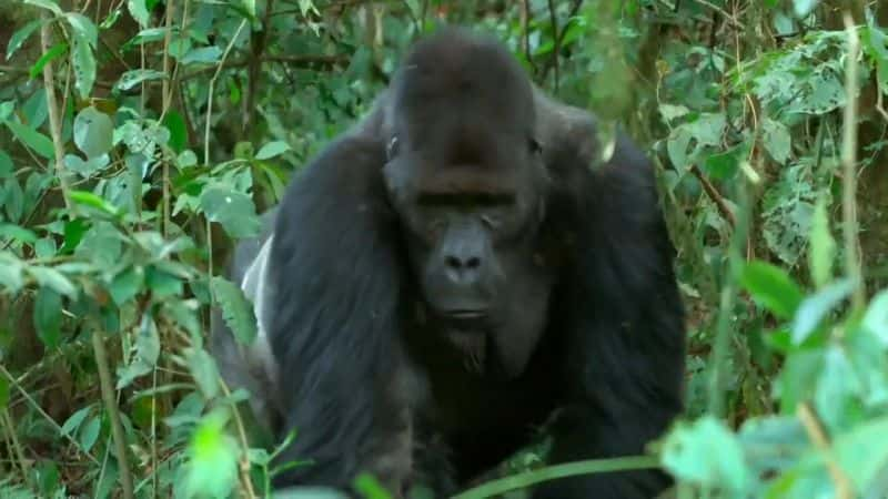 ¼Ƭɼ Gorilla Family and MeĻ/Ļ