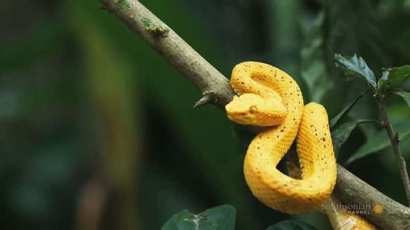 ¼Ƭ Great SnakesĻ/Ļ