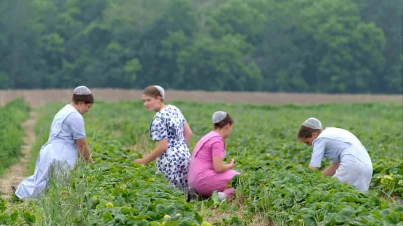 ¼Ƭͥũ The Family FarmĻ/Ļ