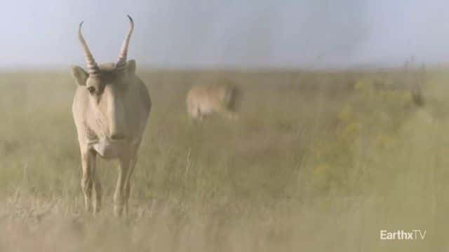 ¼ƬȺ Elena and the Saiga1080Pȫ1-Ļ/Ļ