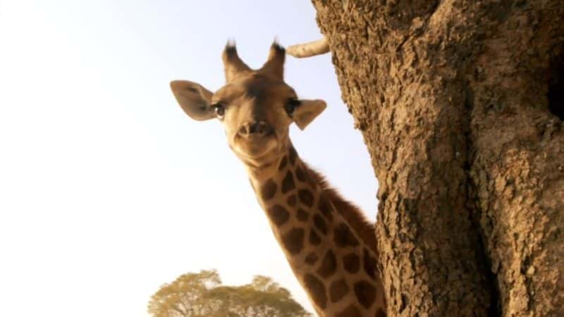 ¼Ƭ¹ľ (BBC 1080p) Giraffes: Africa's Gentle Giants (BBC 1080p)1080Pȫ1-Ļ/Ļ