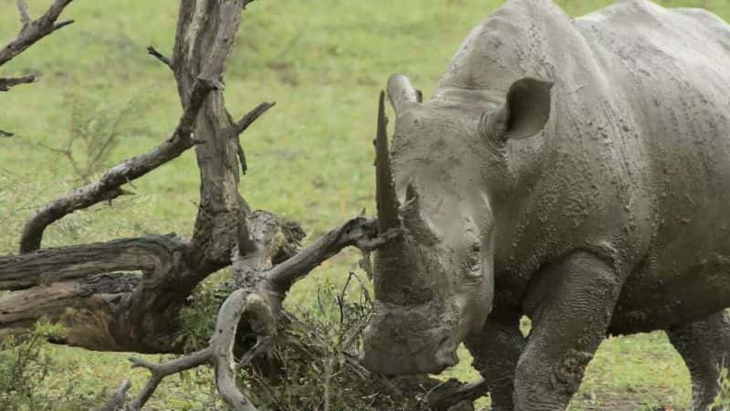 ¼ƬΰĹ԰Hluhluwe-iMfolozi Great Parks of Africa: Hluhluwe-iMfolozi1080P-Ļ/Ļ