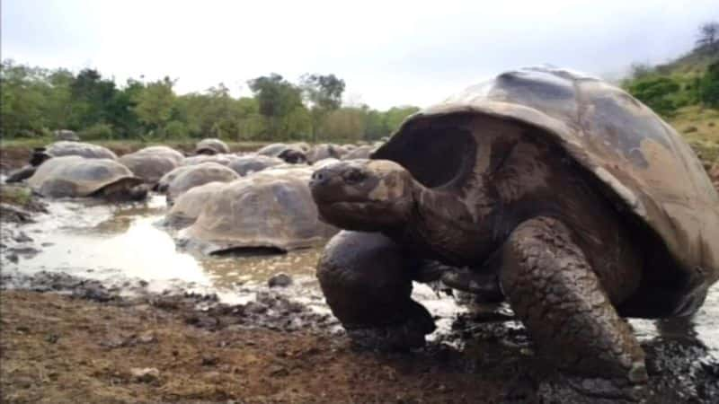 ¼Ƭ˹ (BSkyB) Galapagos (BSkyB)Ļ/Ļ