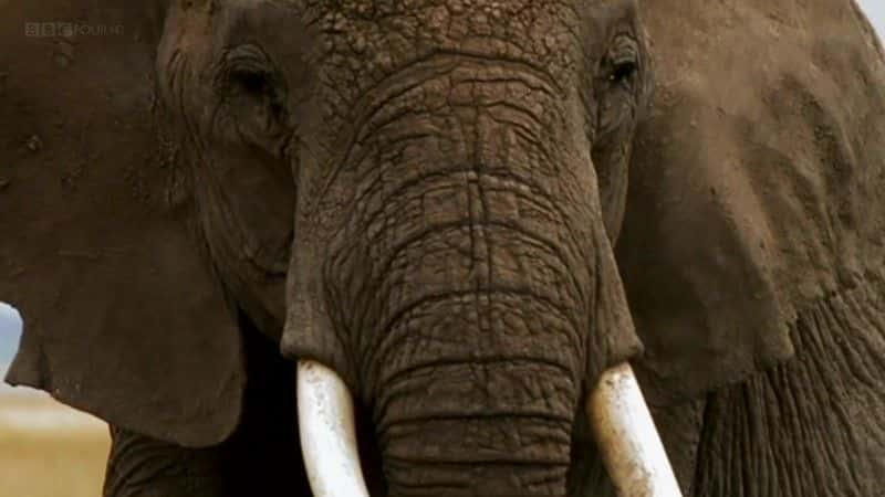 ¼ƬһͷĴ (BBC) Echo: An Unforgettable Elephant (BBC)ȫ1-Ļ/Ļ