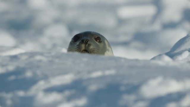 纪录片《冰冻星球2 Frozen Planet II》[无字][BT][DVD][1080P]双画质资源下载