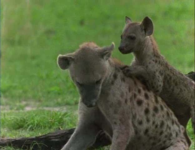 ¼ƬԶĵˡʨӺ๷ Eternal Enemies - Lions and Hyenasȫ1-Ļ/Ļ