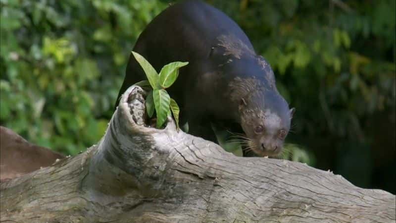 ¼Ƭѷˮ̡ (BBC) Giant Otters of the Amazon (BBC)1080Pȫ1-Ļ/Ļ