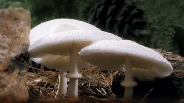 ¼Ƭ Fantastic Fungi1080Pȫ1-Ļ/Ļ