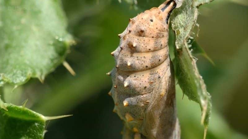 ¼Ƭð The Great Butterfly Adventureȫ1-Ļ/Ļ