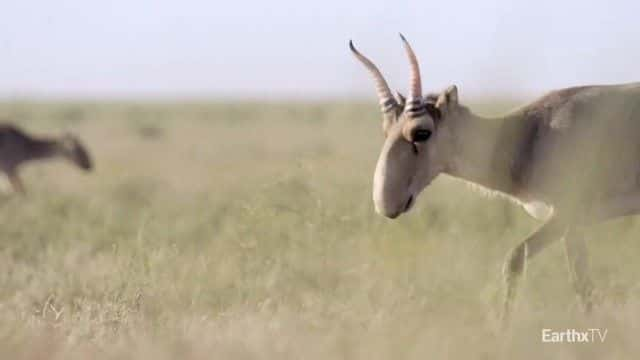 ¼ƬȺ Elena and the Saiga1080Pȫ1-Ļ/Ļ