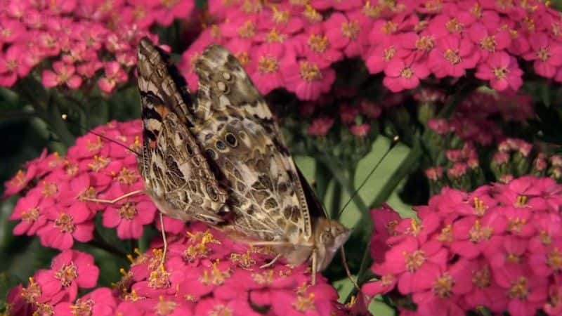 ¼Ƭð (BBC 1080p) The Great Butterfly Adventure (BBC 1080p)1080Pȫ1-Ļ/Ļ