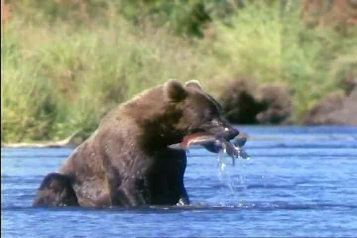 ¼Ƭ˵ĶƵǿ Fascinating Animals: Kodiak BearĻ/Ļ