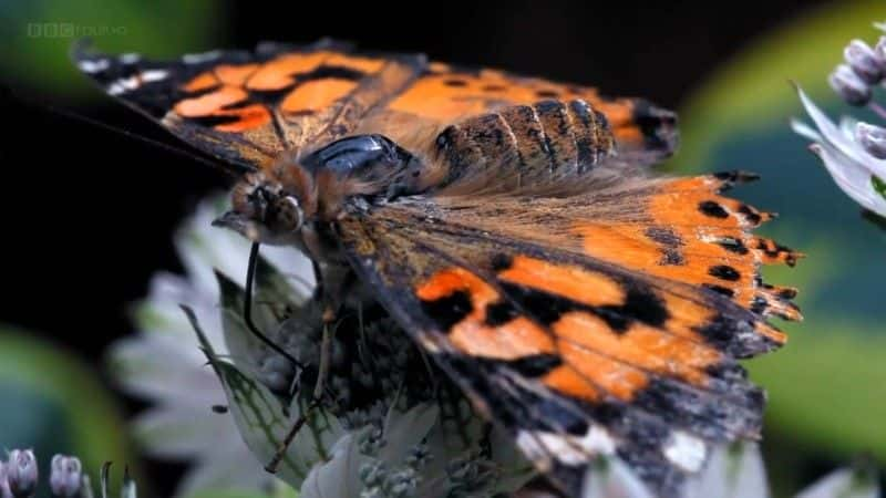 ¼Ƭð The Great Butterfly Adventureȫ1-Ļ/Ļ