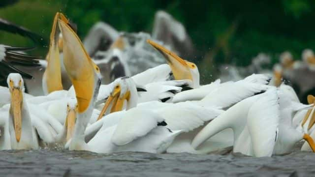 ¼Ƭϵΰ (BBC) Earth's Great Rivers (BBC)1080Pȫ1-Ļ/Ļ