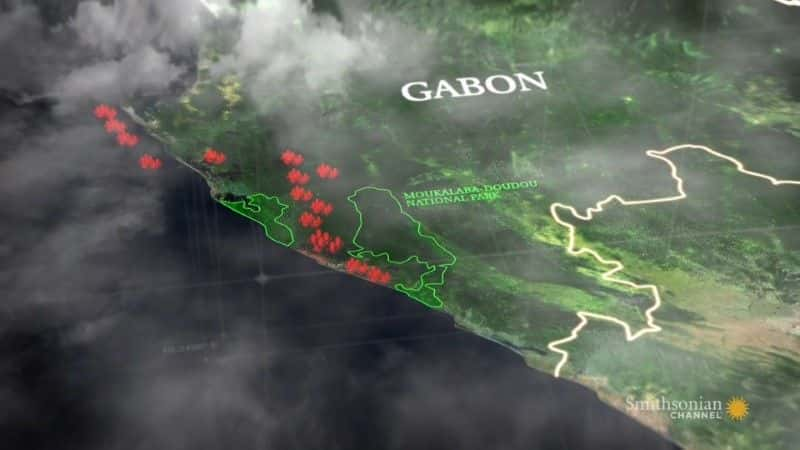 ¼Ƭ Gorillas of Gabon1080Pȫ1-Ļ/Ļ