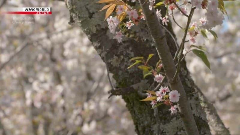 ¼Ƭӣػ The Guardian of Cherry Treesȫ1-Ļ/Ļ