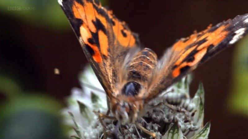 ¼Ƭð The Great Butterfly Adventureȫ1-Ļ/Ļ