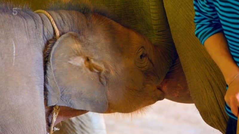 ¼ƬҽԺ Elephant Hospital1080Pȫ1-Ļ/Ļ