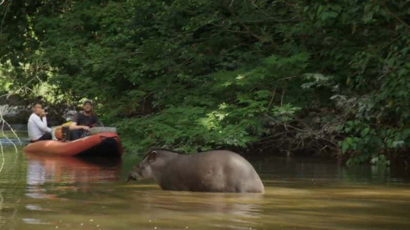 ¼Ƭ Backshall һ̽գϵ 1 Expedition with Backshall: Series 11080P-Ļ/Ļ