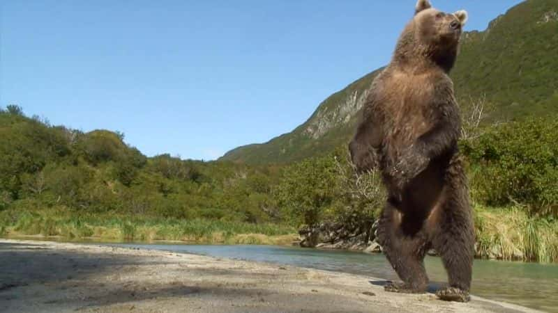 纪录片《大熊监视 Great Bear Stakeout》[无字][BT][1080P]资源下载