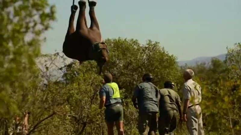 ¼ƬϬţķ Flight of the RhinoĻ/Ļ