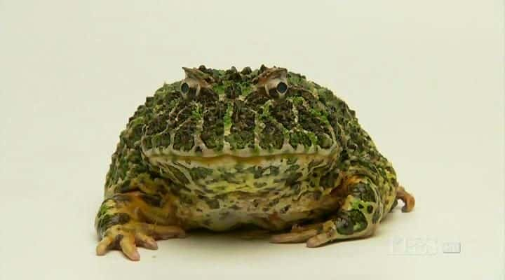 ¼Ƭܣϸ Frogs: The Thin Green Lineȫ1-Ļ/Ļ