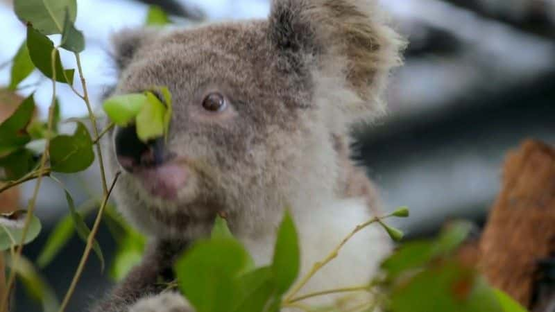 ¼ƬΰİĴ·֮ϵ 1 Great Australian Railway Journeys Series 1Ļ/Ļ