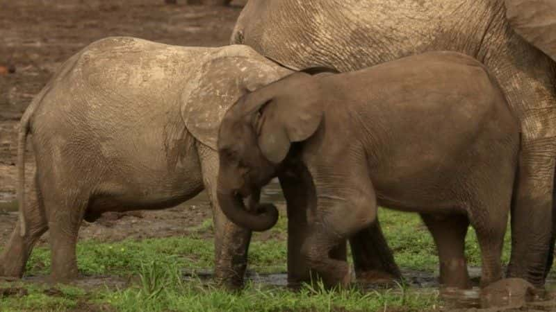 纪录片《森林大象：丛林中的隆隆声（BBC） Forest Elephants: Rumbles in the Jungle (BBC)》[无字][BT][720P][DVD]双画质资源下载