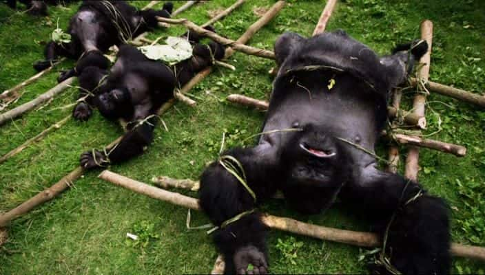 ¼ƬıɱάʧĴ Gorilla Murders: The Lost Gorillas of the Virunga720Pȫ1-Ļ/Ļ