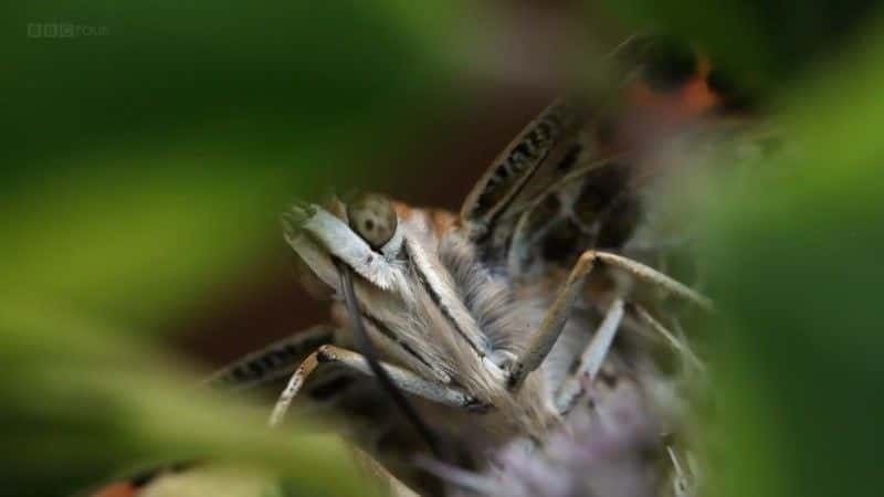 ¼Ƭð (BBC 1080p) The Great Butterfly Adventure (BBC 1080p)1080Pȫ1-Ļ/Ļ