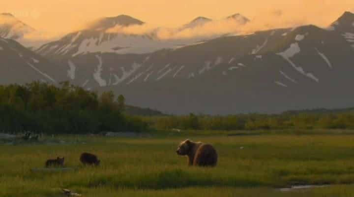 ¼Ƭ˹ӻܶ Grizzlies of Alaskaȫ1-Ļ/Ļ