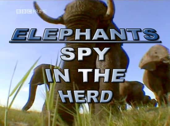 纪录片《大象 - 象群中的间谍 Elephants - Spy in the Herd》[无字][BT][720P]资源下载