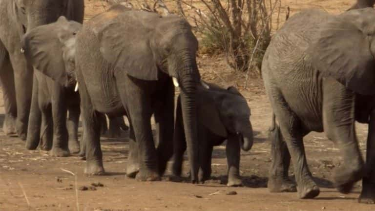 ¼Ƭ޹֯BBC Elephants Without Borders (BBC)1080Pȫ1-Ļ/Ļ